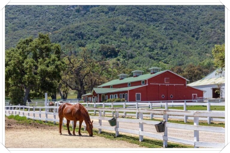 JMJ Ranch 03