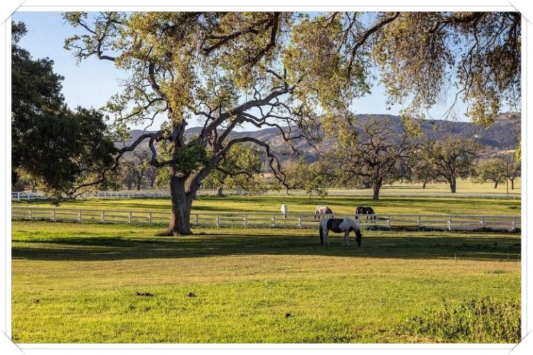 JMJ Ranch 04