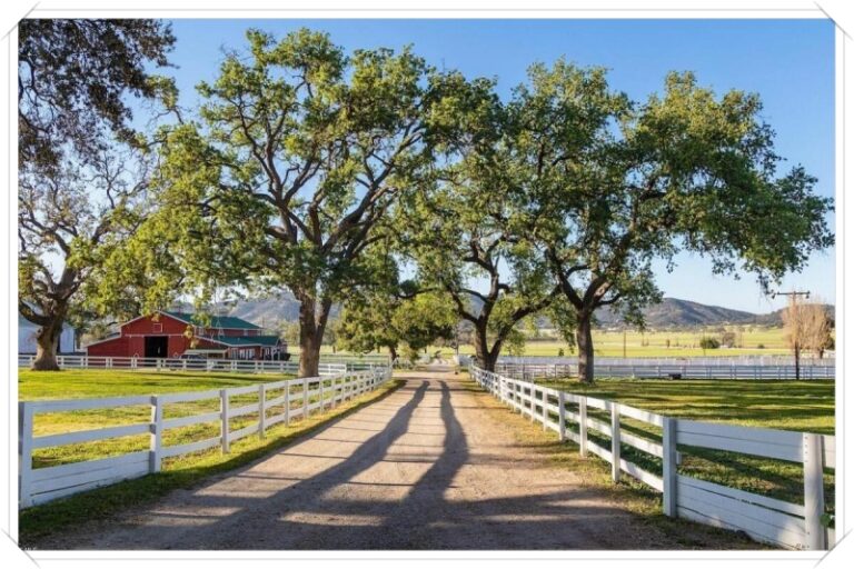 JMJ Ranch 08
